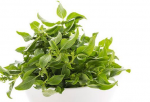 Basil leaves Extract 
